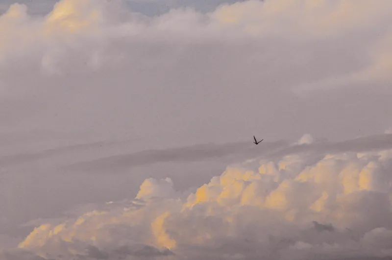 AvePoint Fly Migrator TLS 1.2 workaround